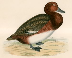 Ferruginous Duck